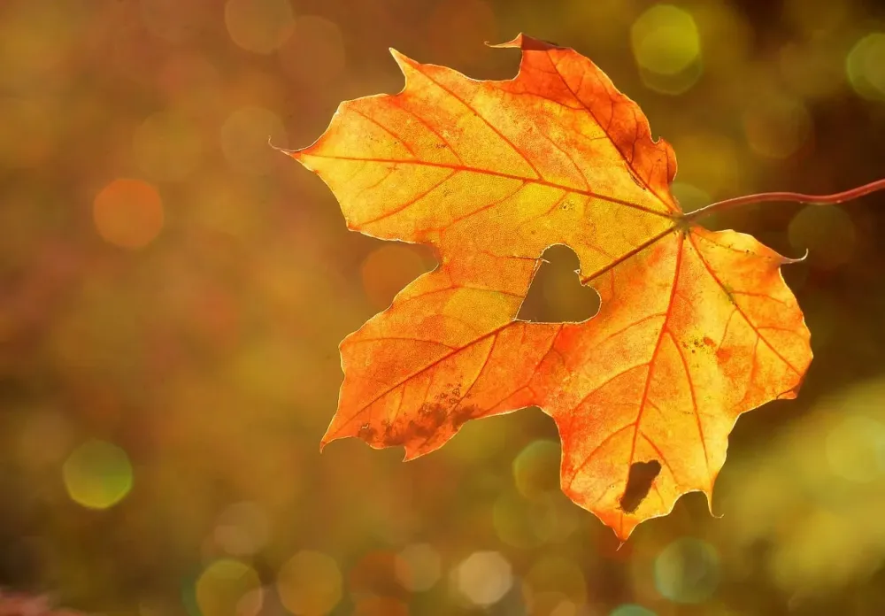 L’Automne et le Yoga